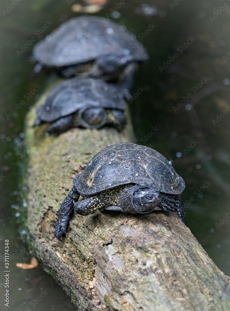 turtle on a rock turtle on a rock