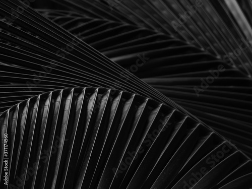 black and white coconut leaf with light and shadow