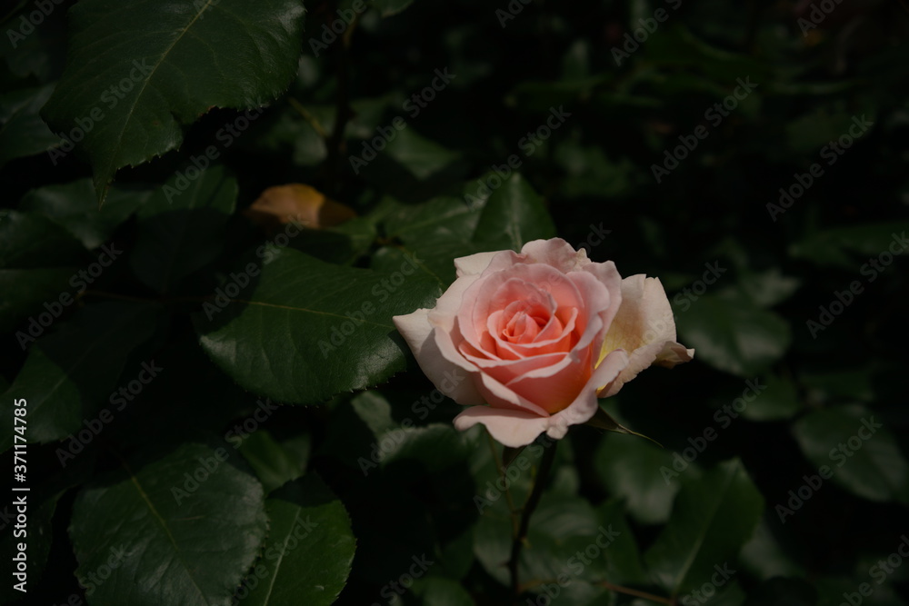 Light Cream Flower of Rose 'Johann Strauss' in Full Bloom
