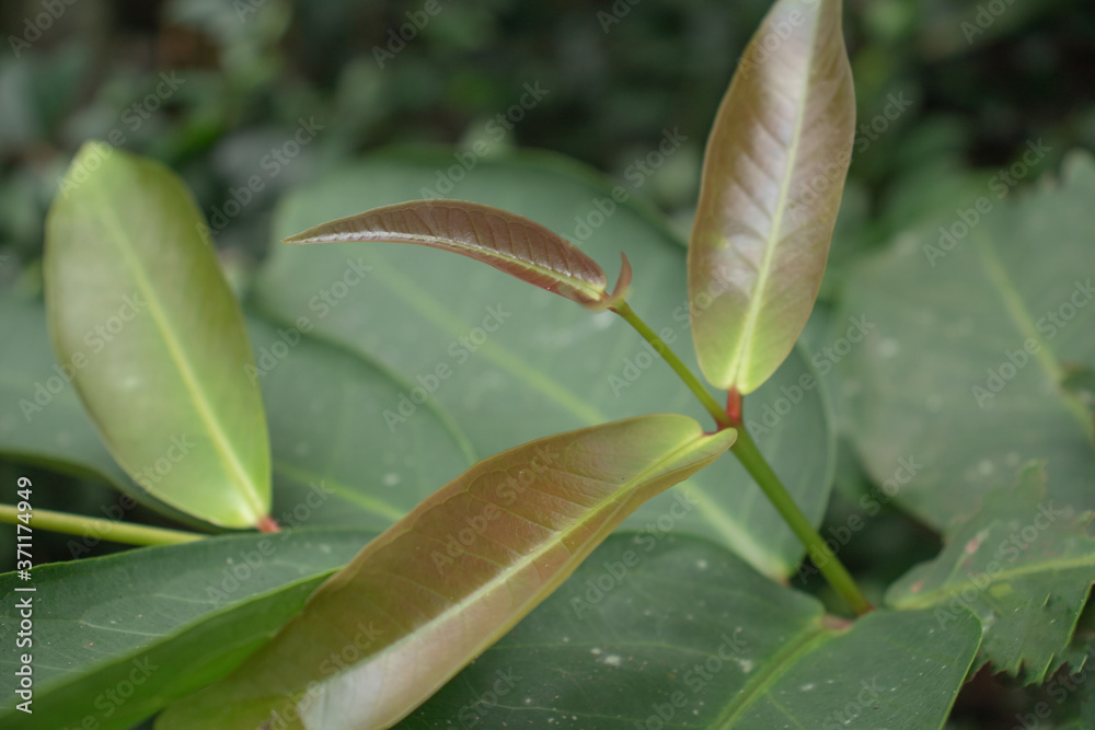Obraz premium close up of green leaves