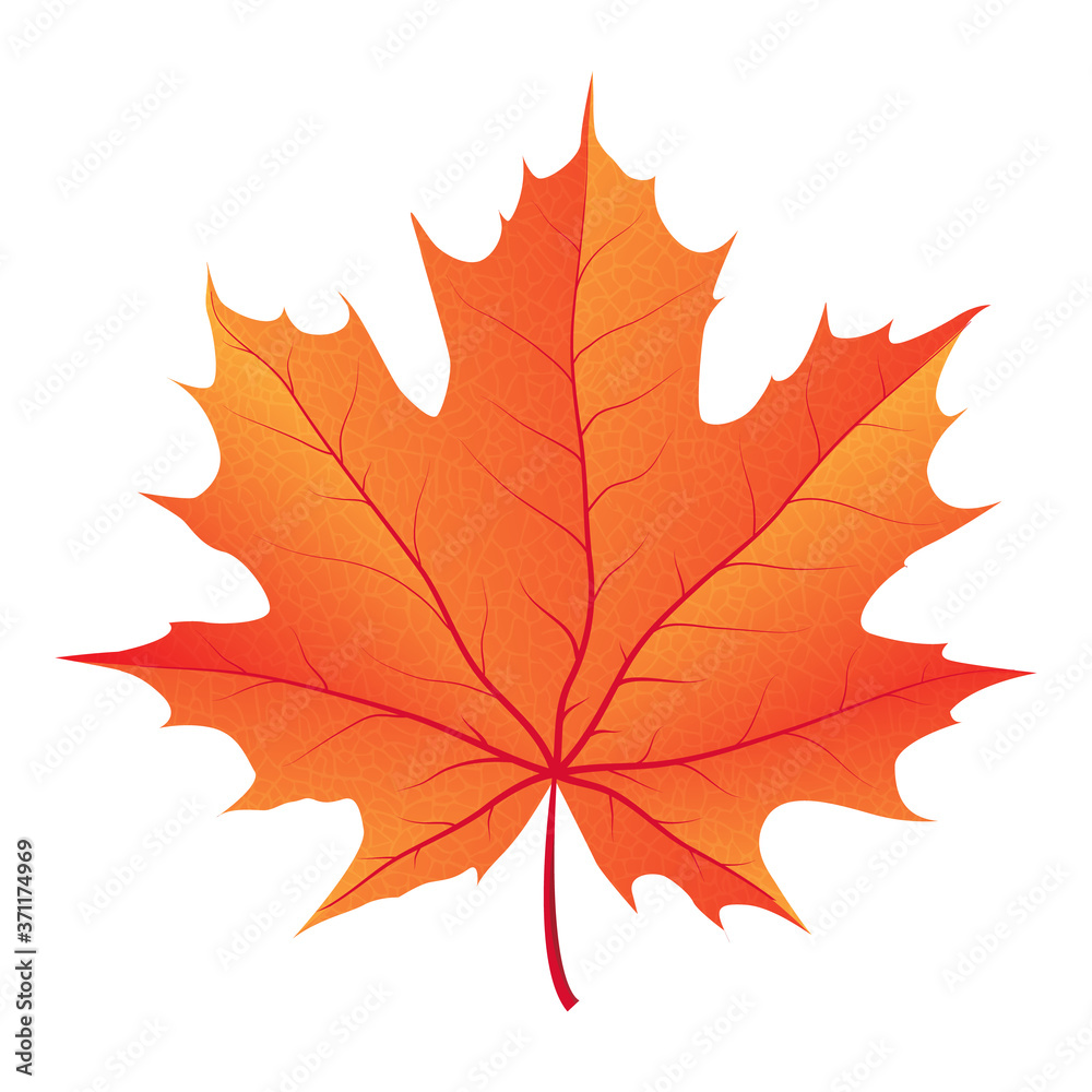 Fototapeta premium autumn maple leaf vector on a white background