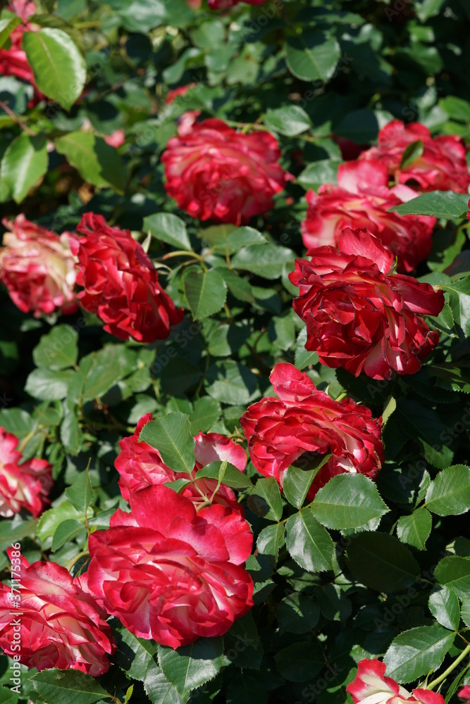 Red and White Flower of Rose 'Jubile du Prince de Monaco' in Full Bloom
