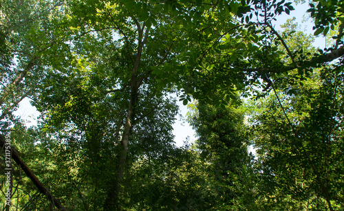 Vegetazione lungo la via delle cascate perdute