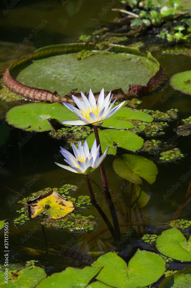 Tropische Seerose - nymphaea daubenyana Tropische Seerose - nymphaea daubenyana