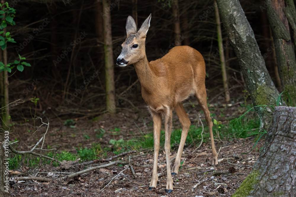 Roe deer in forest, Capreolus capreolus. Wild roe deer in nature. Roe deer in forest, Capreolus capreolus. Wild roe deer in nature.