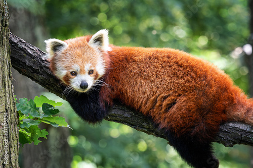 Red panda (Ailurus fulgens) on the tree. Cute panda bear in forest habitat. photo