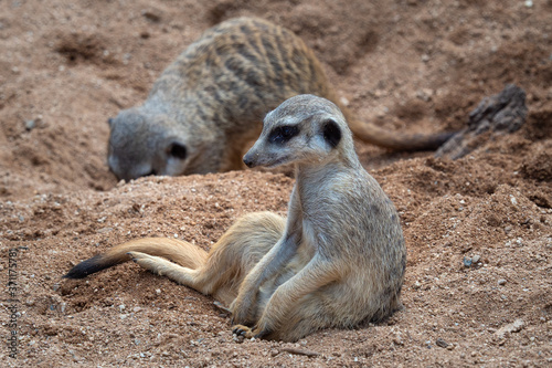 A meerkat sitting in sand, (Suricata suricatta). © Lubos Chlubny