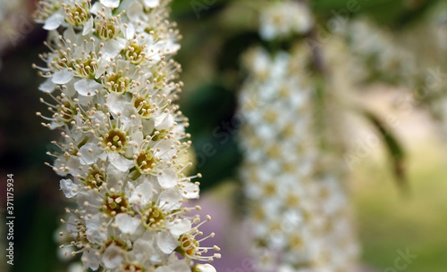 White flowers on the branches of bird cherry