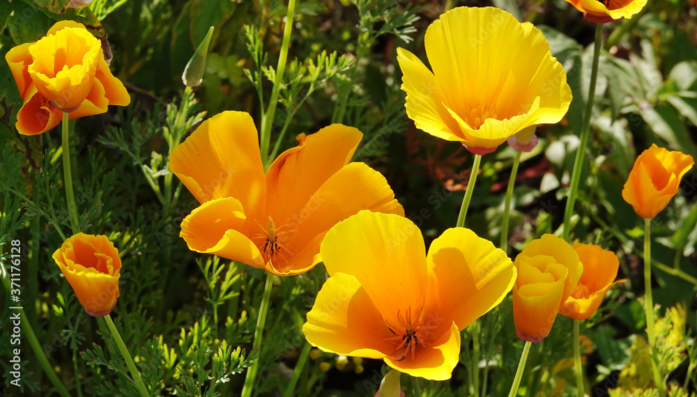 Flowers Eshsholtsiya California Flowers Eshsholtsiya California