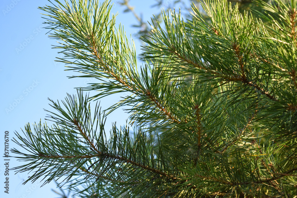 Pine branches against the blue sky. Selective focus. Copyspace Pine branches against the blue sky. Selective focus. Copyspace