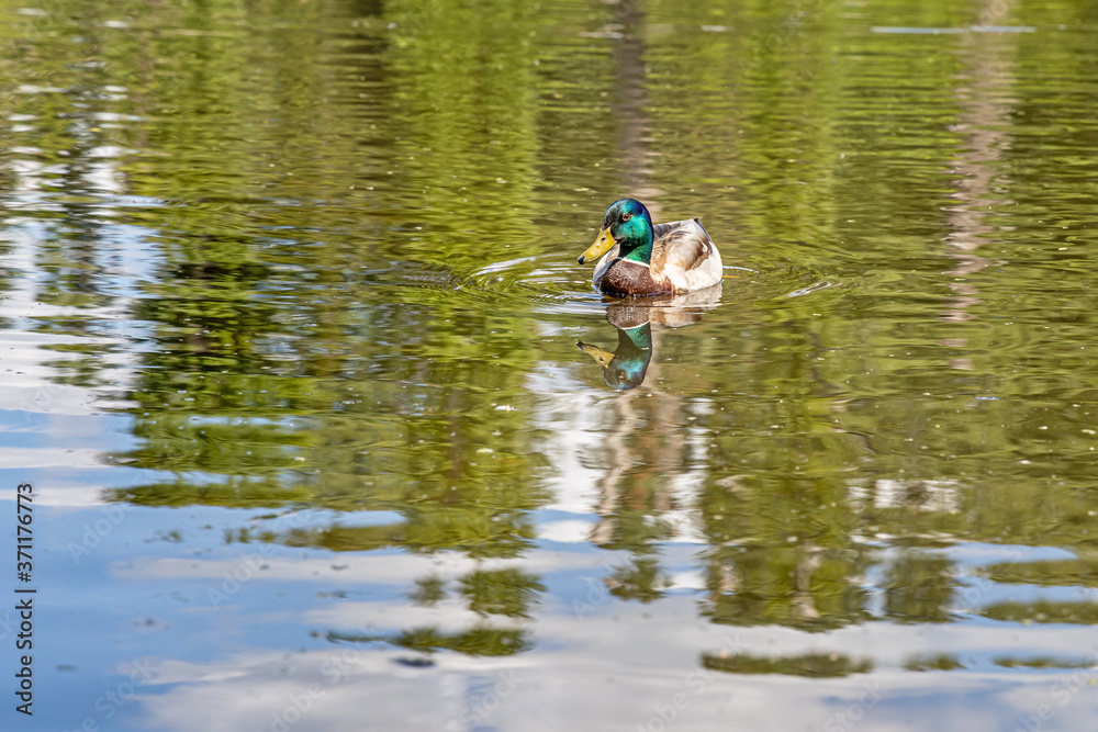 Gray and brown young adult duck with yellow nose and green neck is swimming in the pond in the park in the summer Gray and brown young adult duck with yellow nose and green neck is swimming in the pond in the park in the summer