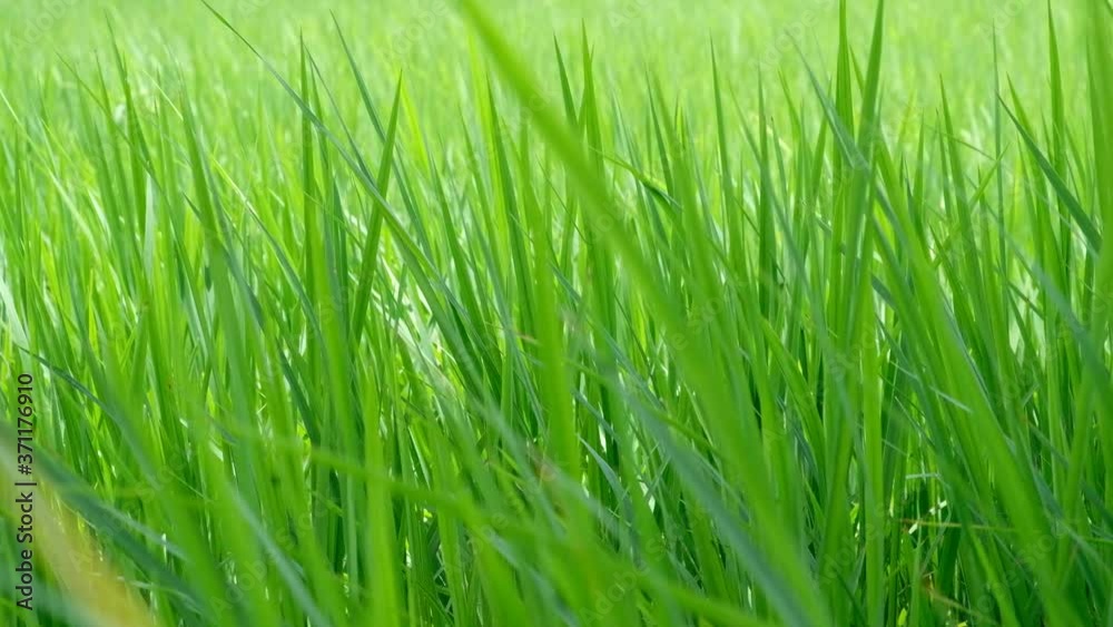 Rice plant are blown by the wind on a green background. Rice plant are blown by the wind on a green background.
