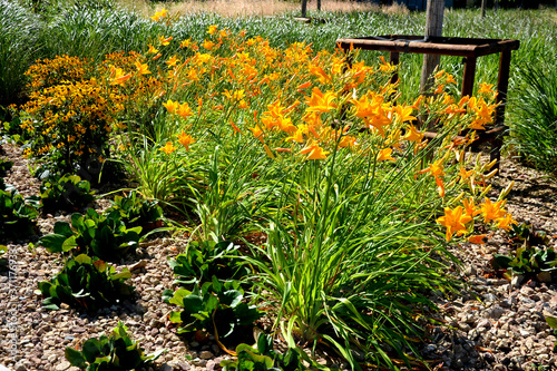 Most daylilies have flower stalks 60-90 cm high, some up to 1.8 m. The flowers are tubular, open in the morning and last only one day. They have elegant long leaves growing in clumps, which are nice e photo