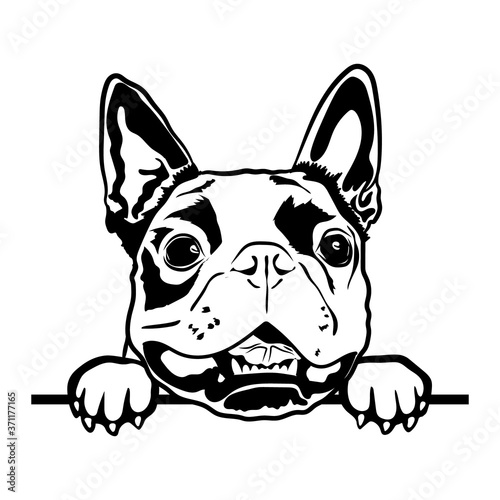 Boston Terrier Svg, Cute Svg Files For Cricut