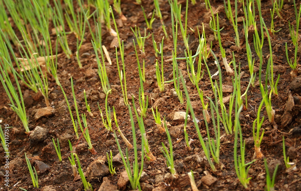 Organic spring onion or green onion are growing on land in rural of Thailand. Thai people used raw and cooked green onion in many Thai food. Organic spring onion or green onion are growing on land in rural of Thailand. Thai people used raw and cooked green onion in many Thai food.
