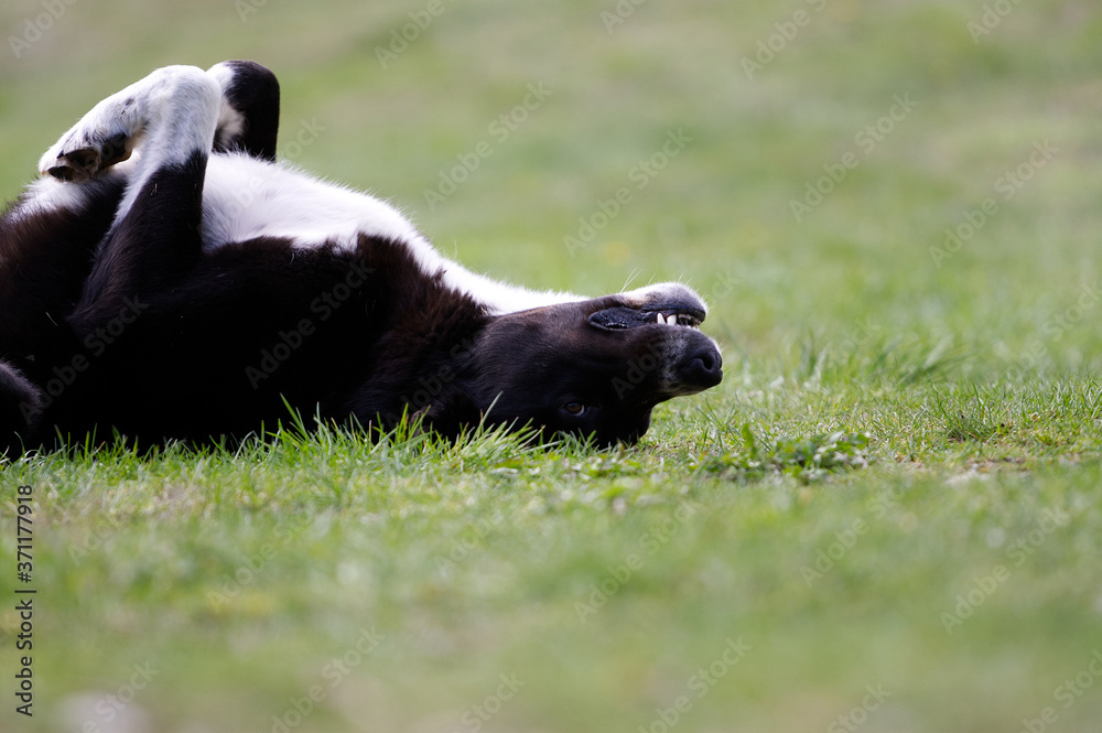 Fototapeta premium black and white dog playing