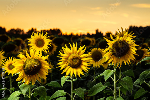 Fototapeta Naklejka Na Ścianę i Meble -  Sunflowers in the early evening / sunset sky