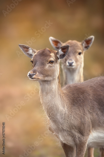 Portrait of a young European roe deer