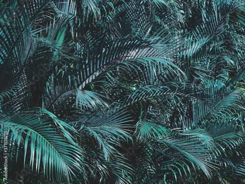 Fototapeta Naklejka Na Ścianę i Meble -  tropical blue coconut leaves, vintage color tone