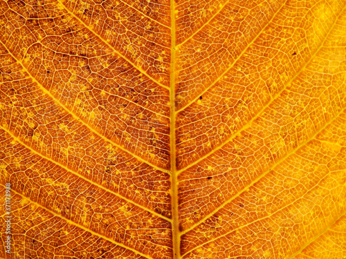 yellow autumn leaf texture   bodhi leaf  