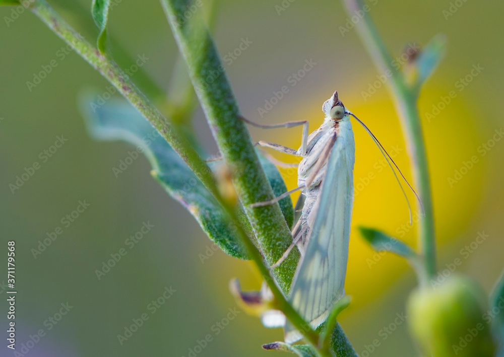 close up of a white butterfly posed peacefully on a green herb in a sunny day of spring on a herbal background. moth with white wings and big eyes in the grass macro photo