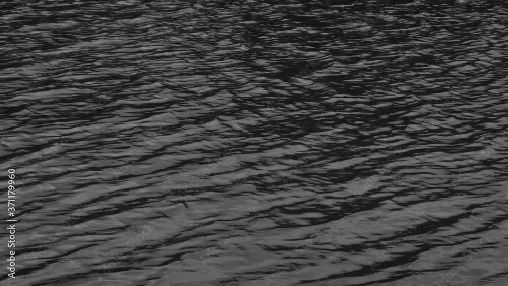 Gray barb are swimming in the marsh of the park. Gray barb are swimming in the marsh of the park.