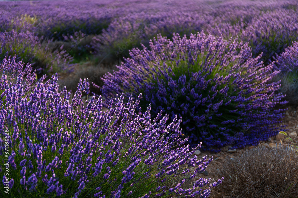 Obraz premium Lavender (lavandin) Fields, Valensole Plateau, Alpes Haute Provence, France, Europe