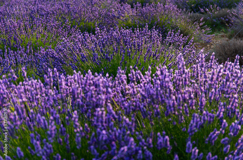 Lavender (lavandin) Fields, Valensole Plateau, Alpes Haute Provence, France, Europe