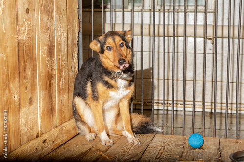 the red dog is sitting in a cage at an animal shelter, looking scared and sad.