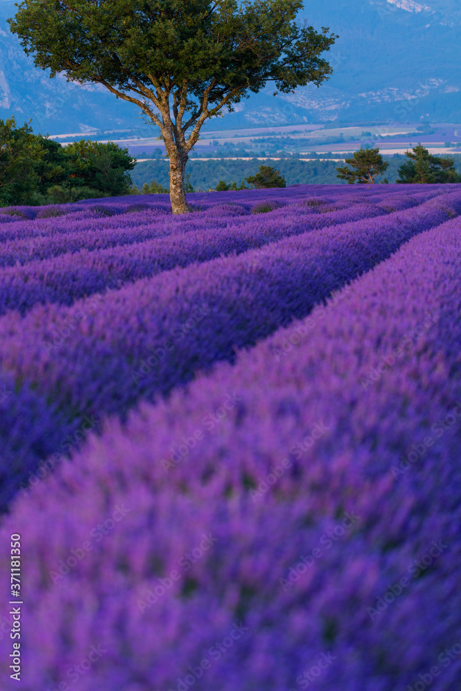 Fototapeta premium Lavender (lavandin) Fields, Valensole Plateau, Alpes Haute Provence, France, Europe