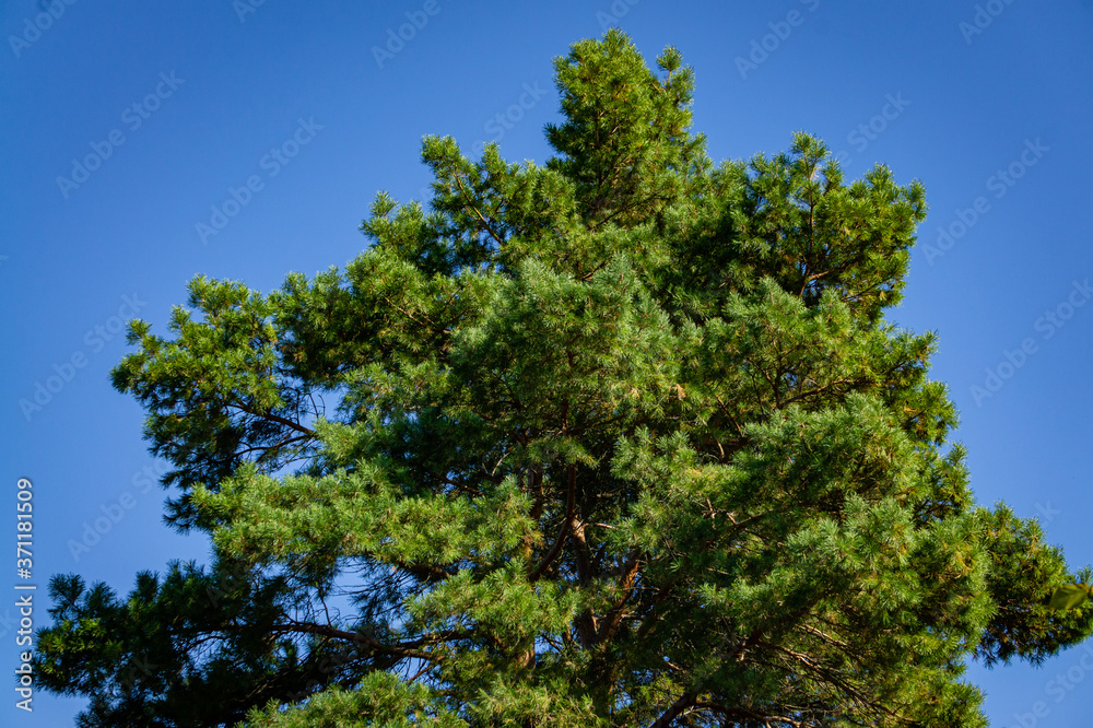 Pine Pinus silvestris against blue autumn sky. Evergreen landscaped garden. Sunny day in autumn garden. North Caucasus nature concept for design.