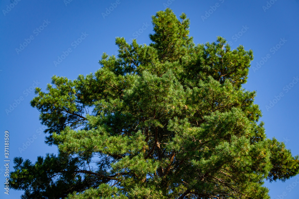 Pine Pinus silvestris against blue autumn sky. Evergreen landscaped garden. Sunny day in autumn garden. North Caucasus nature concept for design. Pine Pinus silvestris against blue autumn sky. Evergreen landscaped garden. Sunny day in autumn garden. North Caucasus nature concept for design.