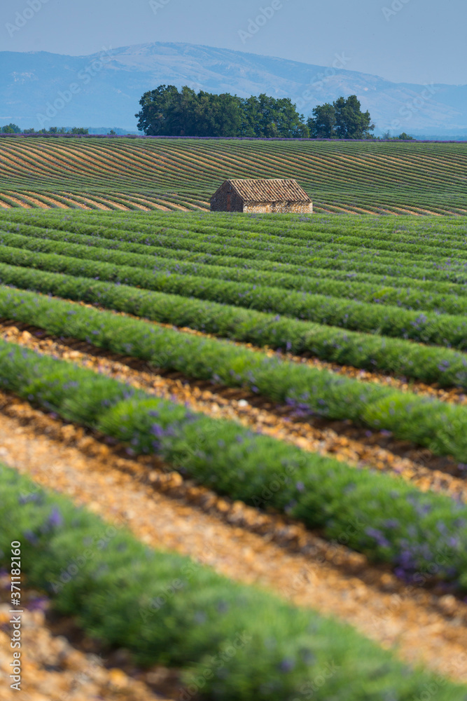 Harvesting, Lavender (lavandin) Fields, Valensole Plateau, Alpes Haute Provence, France, Europe