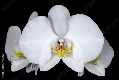 White flower of phalaenopsis orchid isolated on a black background close up