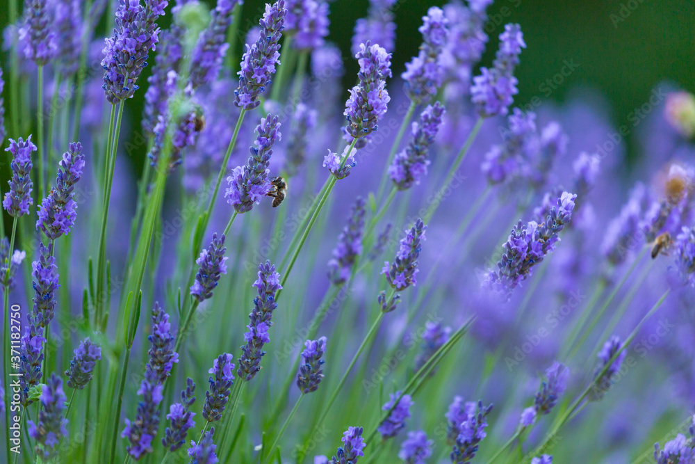 Obraz premium Bee. Lavender (lavandin) Fields, Valensole Plateau, Alpes Haute Provence, France, Europe