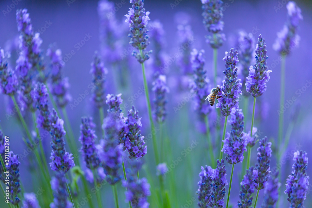 Fototapeta premium Pszczoła. Pola lawendy (lavandin), płaskowyż Valensole, Alpes Haute Provence, Francja, Europa