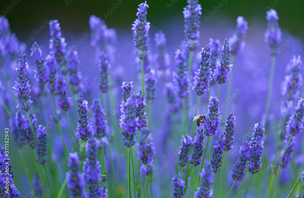 Naklejka premium Bee. Lavender (lavandin) Fields, Valensole Plateau, Alpes Haute Provence, France, Europe