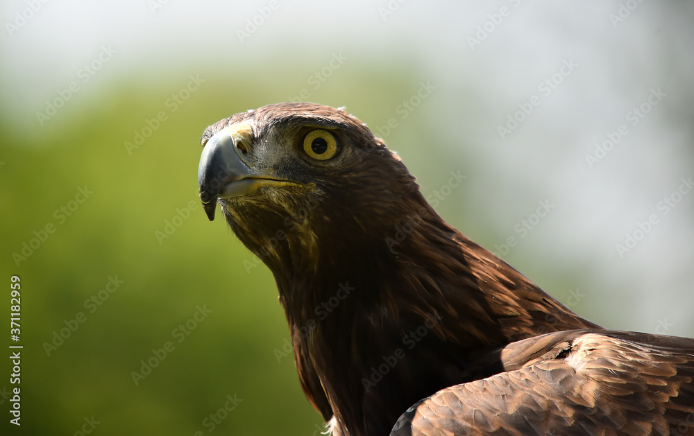 Fototapeta premium aguila real