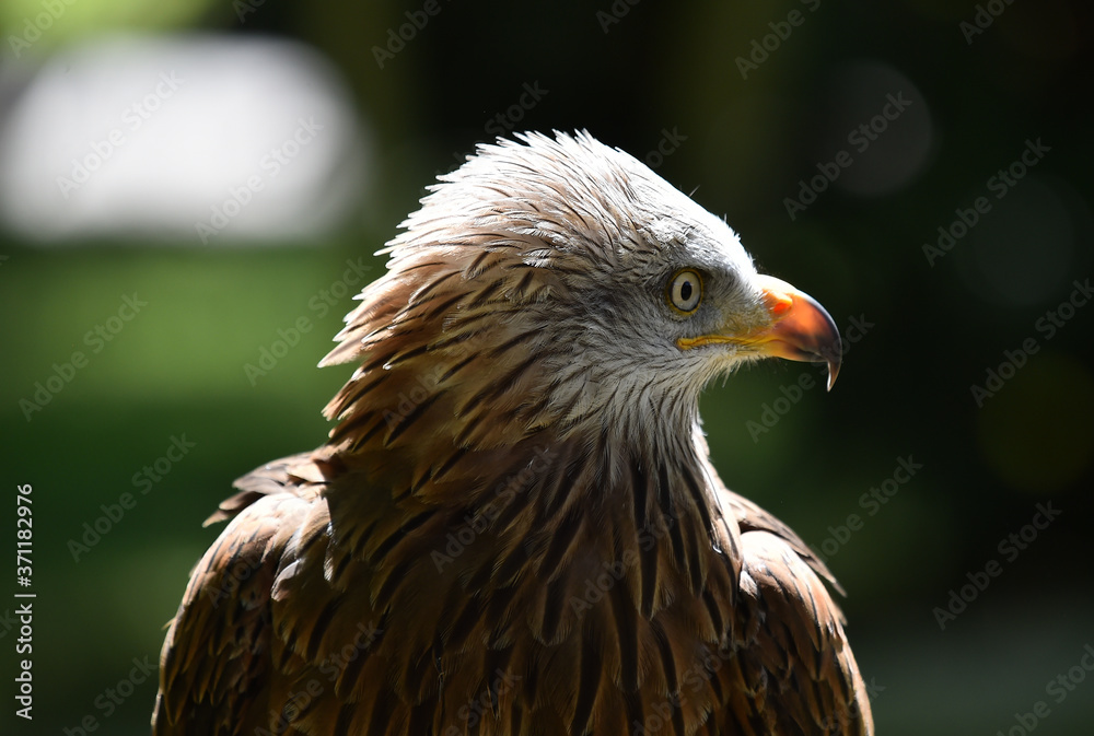 cabeza de aguila cabeza de aguila