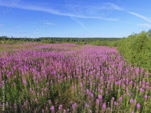 Purple field of blooming Ivan-tea and blue sky, Komi Republic, Russia.