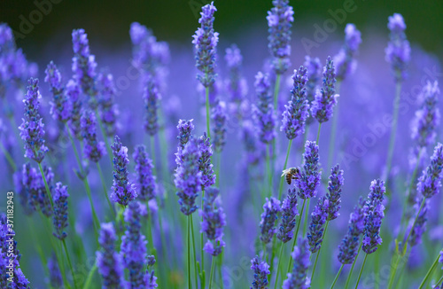 Bee. Lavender  lavandin  Fields  Valensole Plateau  Alpes Haute Provence  France  Europe