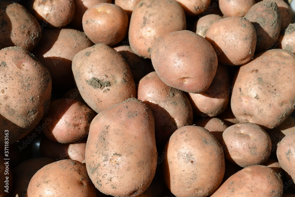 Fresh young organic potatoes just dug out of the ground, so the earth and grains of sand on the tubers. Potatoes of different sizes. Fresh young organic potatoes just dug out of the ground, so the earth and grains of sand on the tubers. Potatoes of different sizes.