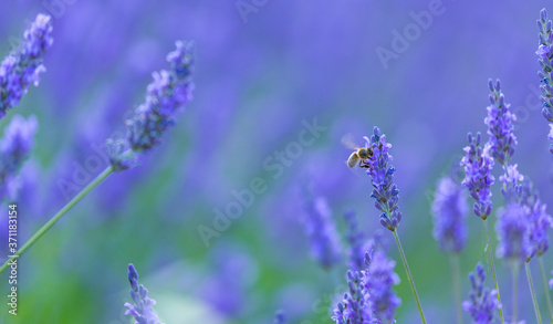 Bee. Lavender  lavandin  Fields  Valensole Plateau  Alpes Haute Provence  France  Europe