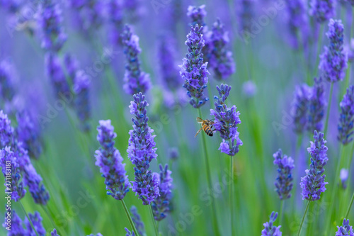 Bee. Lavender  lavandin  Fields  Valensole Plateau  Alpes Haute Provence  France  Europe