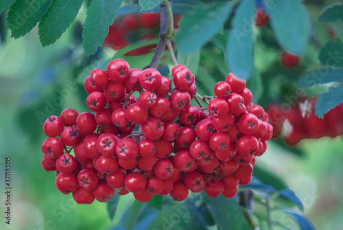 red rowan berries close up