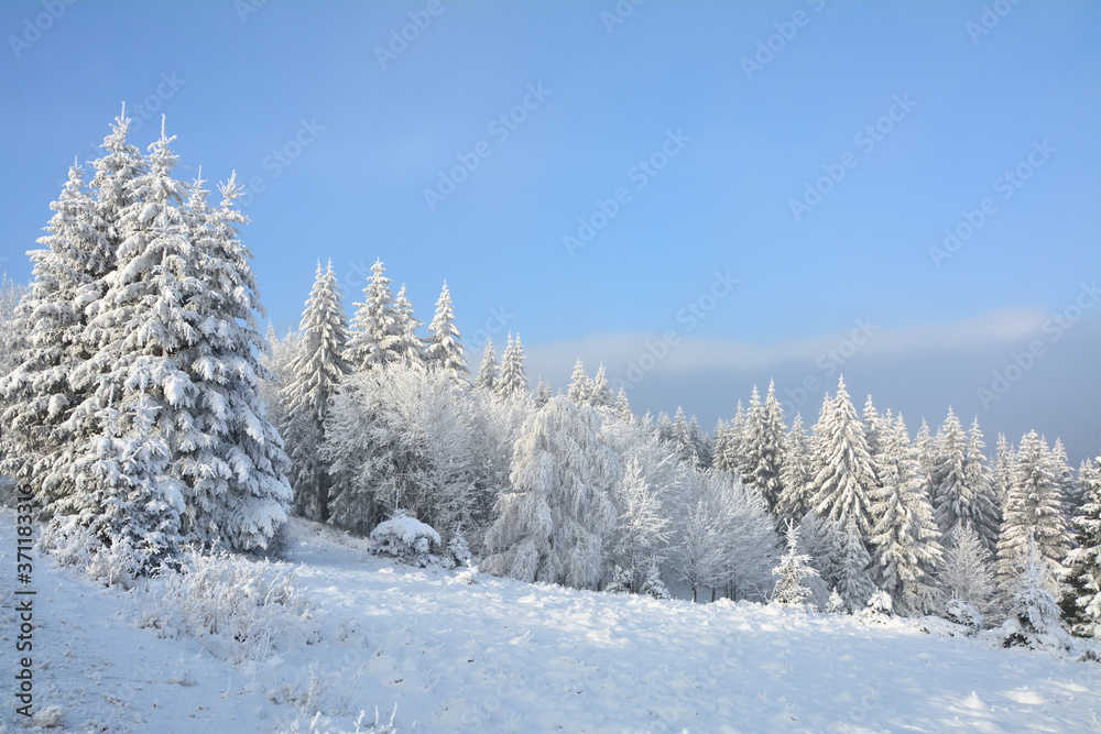 Winter forest covered with snow in mountains Winter forest covered with snow in mountains