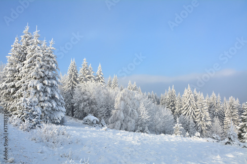 Winter forest covered with snow in mountains