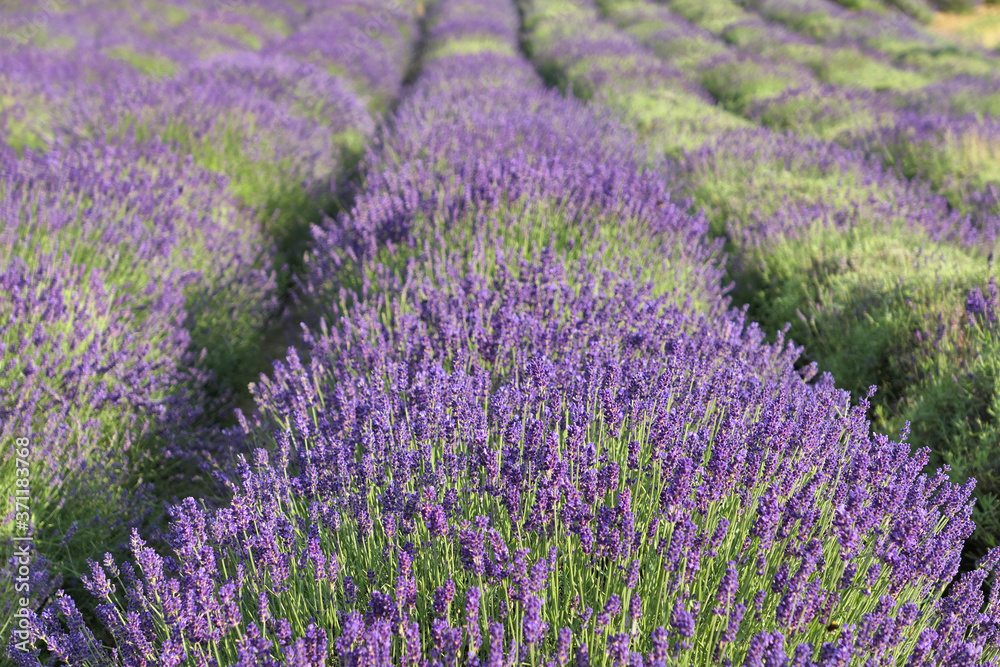 Lavender flowers field in summer. Purple lavender plants.