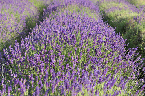 Lavender flowers field.