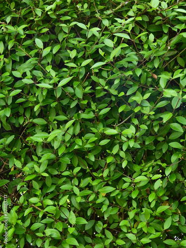 Ornamental shrub of green plant wall © srckomkrit